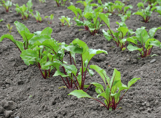 Table beet on a bed