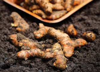 Newly harvested Turmeric