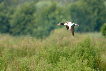 Common Shelduck (Tadorna tadorna) in flight