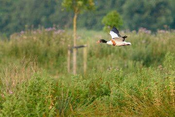 Common Shelduck (Tadorna tadorna) in flight