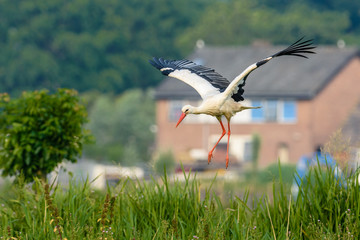 White stork (Ciconia ciconia) in flight