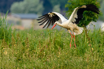 White stork (Ciconia ciconia) landing