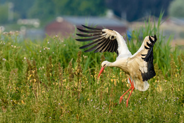 White stork (Ciconia ciconia) landing