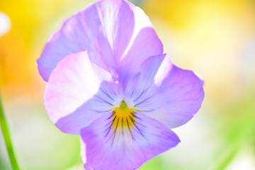 彩のあるパンジー