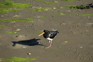 Oystercatcher on beach