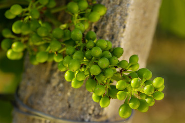 Weintrauben unreif grün