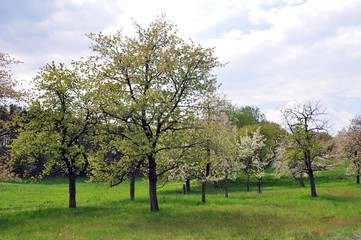 Fototapeta na wymiar Blühende Apfelbäume vor Bucha