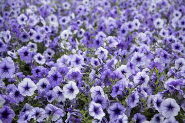 Obraz premium flowers