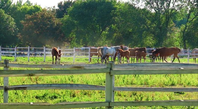 English thoroughbred horses in the paddock