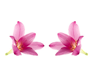 Obraz na płótnie Canvas pink-purple rain lily, zephyranthes, on white
