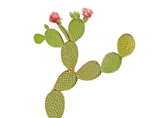 Cercles muraux Cactus Cactus Opuntia isolé sur fond blanc
