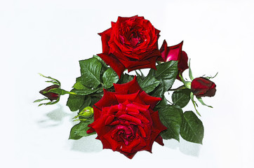 Motley bouquet of red roses with buds on a white background