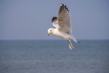 Silbermöwe, Larus argentatus Pontoppidan im Flug