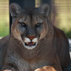 Cougar