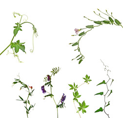 Different flowers on white