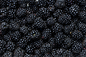 Many blackberry