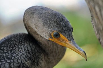 Kormorane sind etwa so groß wie eine Gans.