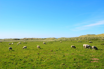 Obraz premium Sheeps, Bambergh, England