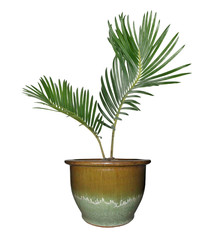 Palm in pot