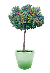Orange tree in pot on white background