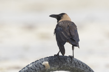House crow
