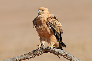 A tawny eagle (Aquila rapax) perched on a branch, Kalahari desert, South Africa