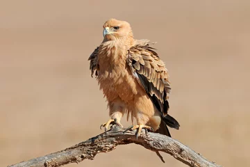 Papier Peint photo Lavable Aigle A tawny eagle (Aquila rapax) perched on a branch, Kalahari desert, South Africa