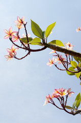A branch of jasmine flowers on the sky background
