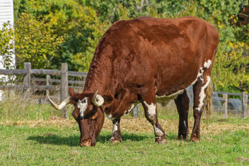 Orange Leafed Maple Tree in Autumn