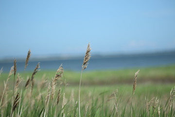 Obraz premium Grass, North Sea