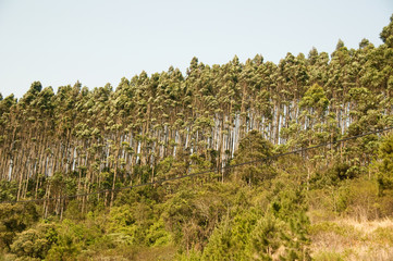 Obraz premium Ponta Grossa, Paraná