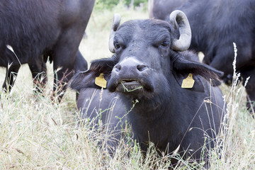 Buffalos in a dairy farm
