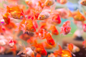 many gold fish in aquarium