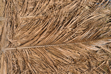 Dry palm leaf background