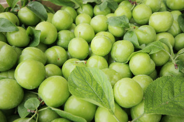 Green  Plum