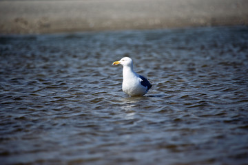 Seagull standing in water