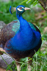 Obraz premium Peacock