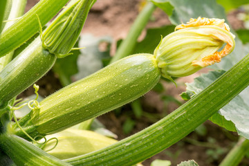 Close up of fresh zucchini with flowers