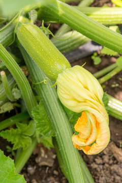 Close up of fresh zucchini with flowers