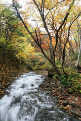 Obraz premium 紅葉の渓谷