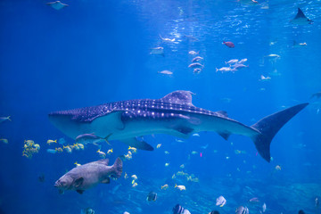 Whale shark swimming
