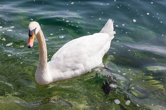 White swan swimming in the water