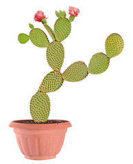 Opuntia cactus isolated on white background