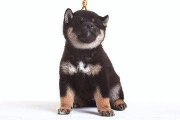 Shiba Inu on a white background
