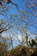 Nature tree and sky in Thailand