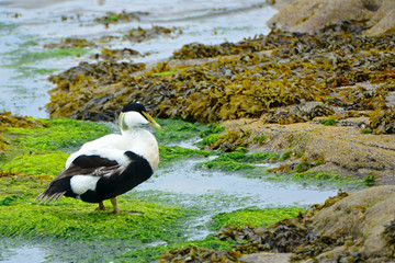 Eider, Farne Islands Nature Reserve, England