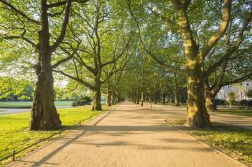 alley of plane trees in the morning light