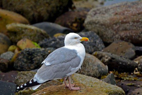Herring gull, Farne Islands Nature Reserve, England