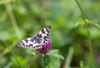 Les Demi-Deuil (Melanargia galathea)