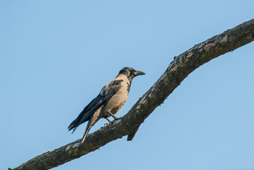 Hooded crow on branch